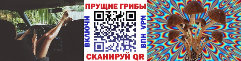 hydra ССЫЛКА Добрянка Псилоцибиновые грибы Psilocybine cubensis